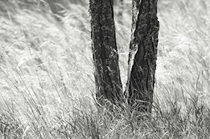 A tree is surrounding by native prairie grass blowing in the wind at Chalco Hills Recreation Area in Nebraska. - Nebraska Black and White Photograph