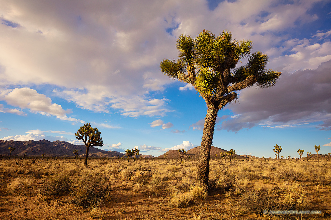 Warm afternoon sun illuminates the desert landscape which is dotted by the unique Joshua Trees in Joshua Tree National Park. - State of California Picture