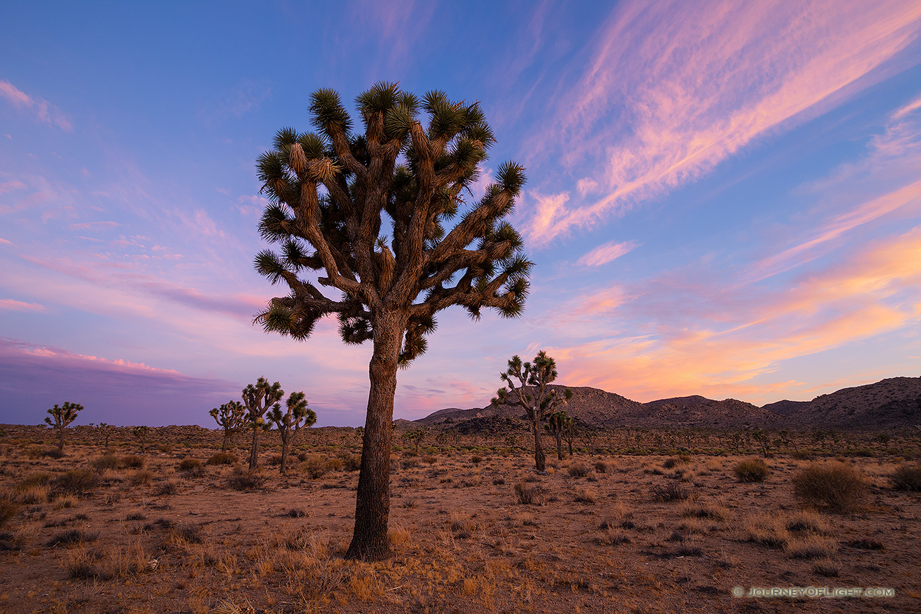 Pinks and purples fill the sky as the last of the trees and landscape radiates the last warm hues of sunset in Joshua Tree National Park. - State of California Picture