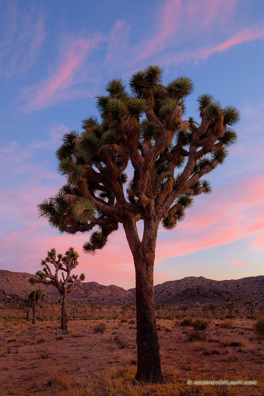 Joshua tree was given its name by a group of Mormons  who crossed the Mojave Desert in the mid-19th century. The unique shape of the trees was reminiscent of Joshua, a Biblica figure who in a story reaches his hands up to the sky in prayer. - State of California Picture