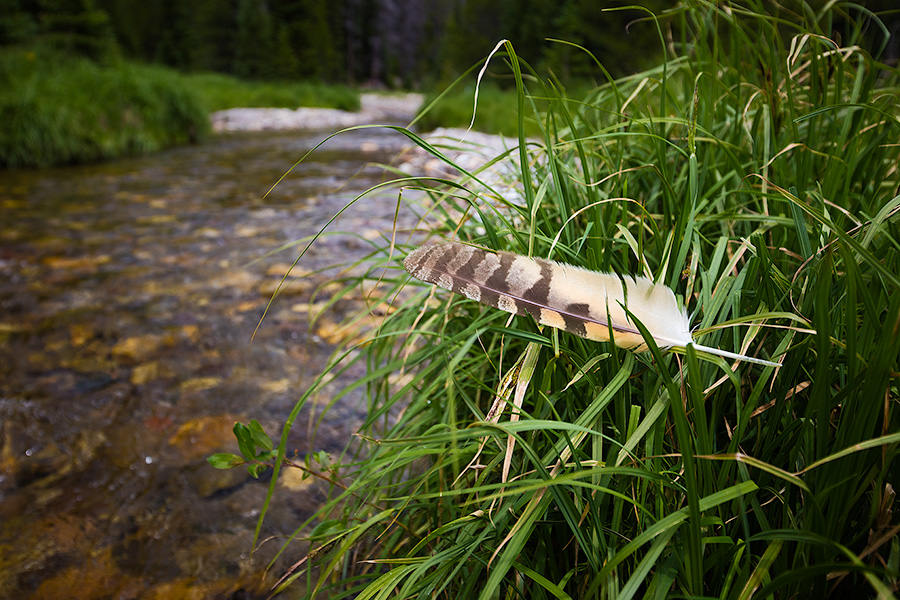 A feather rests on grass near the beginning of the Colorado River near the Lulu City site in Rocky Mountain National Park, Colorado. - Rocky Mountain NP Photography
