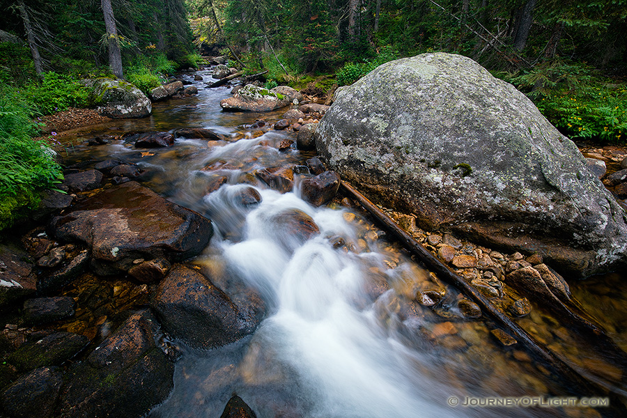 The North Inlet Stream flows west through Rocky Mountain National Park.  Near the stream verdant trees and ferns thrive on the water that runs nearby. - Colorado Photography