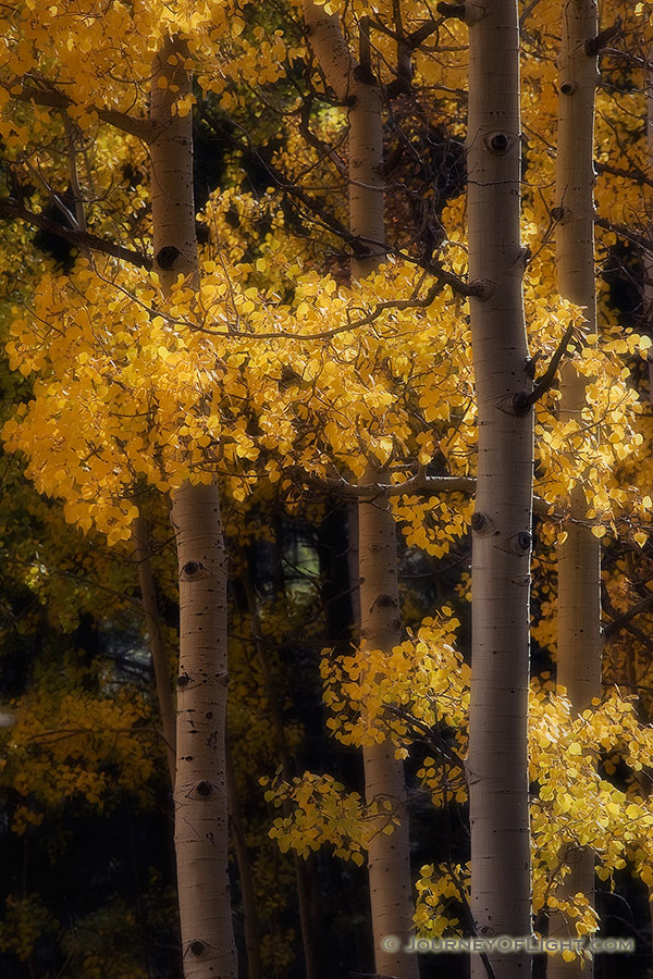 The leaves of the autumn golden aspens rustle in the warm afternoon breeze. - Colorado Photography