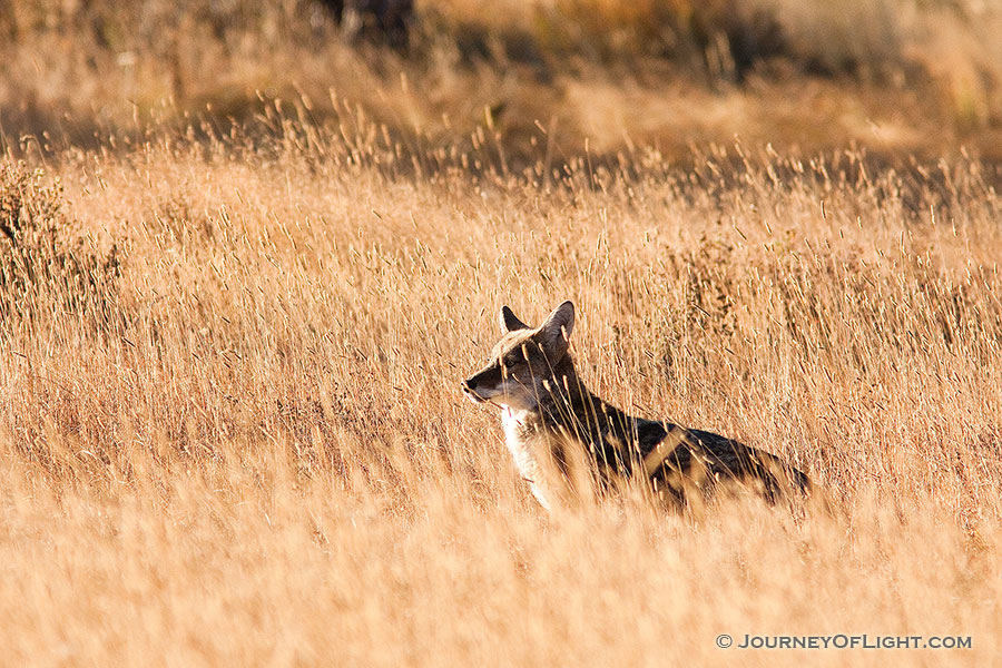 After a quick meal, a wild coyote pauses to bask in the morning sunlight. - Rocky Mountain NP Photography