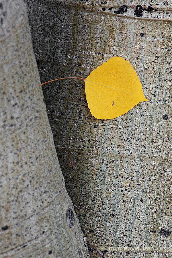 A single autumn aspen leaf peeks out between two aspen tree trunks near Lily Pond in Rocky Mountain National Park. - Rocky Mountain NP Photography