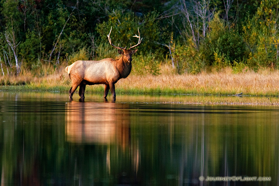 Just past sunrise, an elk strolls into the calm water at Sprague Lake in Rocky Mountain National Park. - Rocky Mountain NP Photography