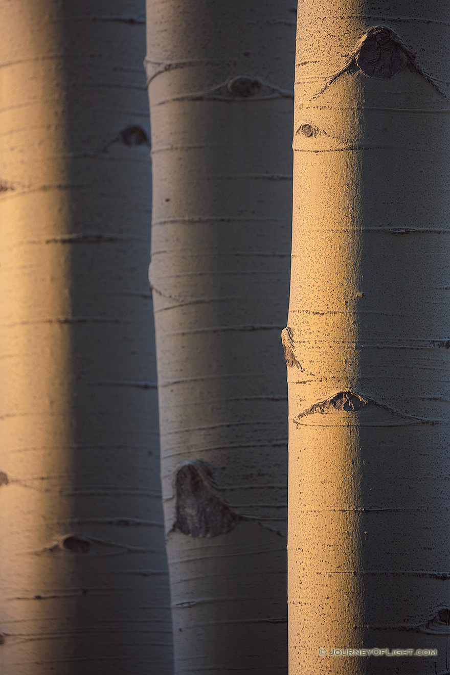 A scenic nature photograph of aspens glowing in the morning sun in the Maroon-Snowmass Wilderness, Colorado. - Colorado Picture