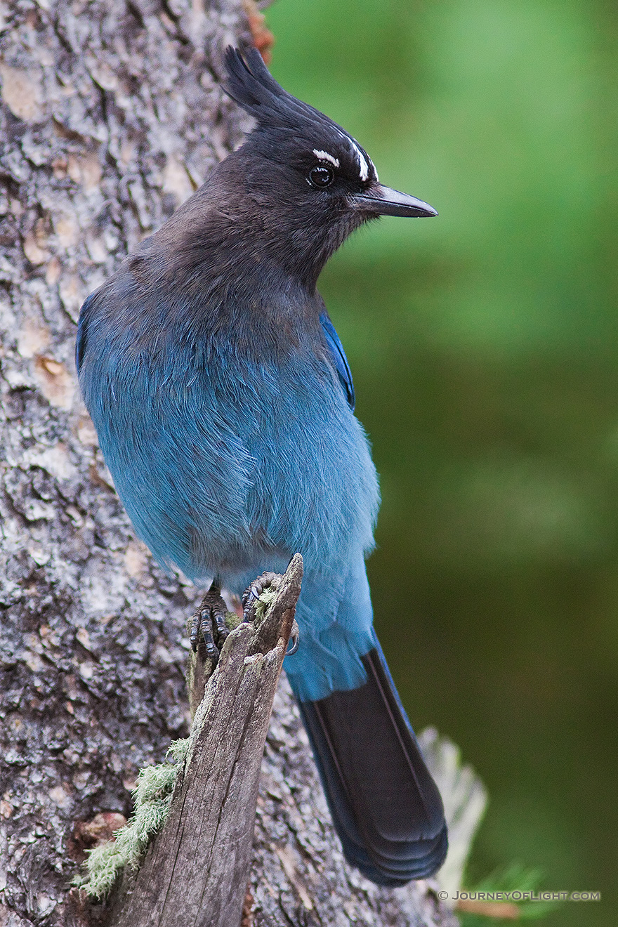 A Steller's Jay is a common sight (and their chirp a common sound) among the forests and trees in Rocky Mountain National Park. - Rocky Mountain NP Picture