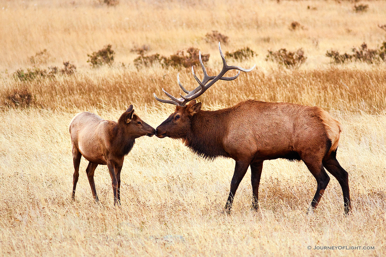 A shared moment between a bull and a cow elk in Rocky Mountain National Park. - Rocky Mountain NP Picture