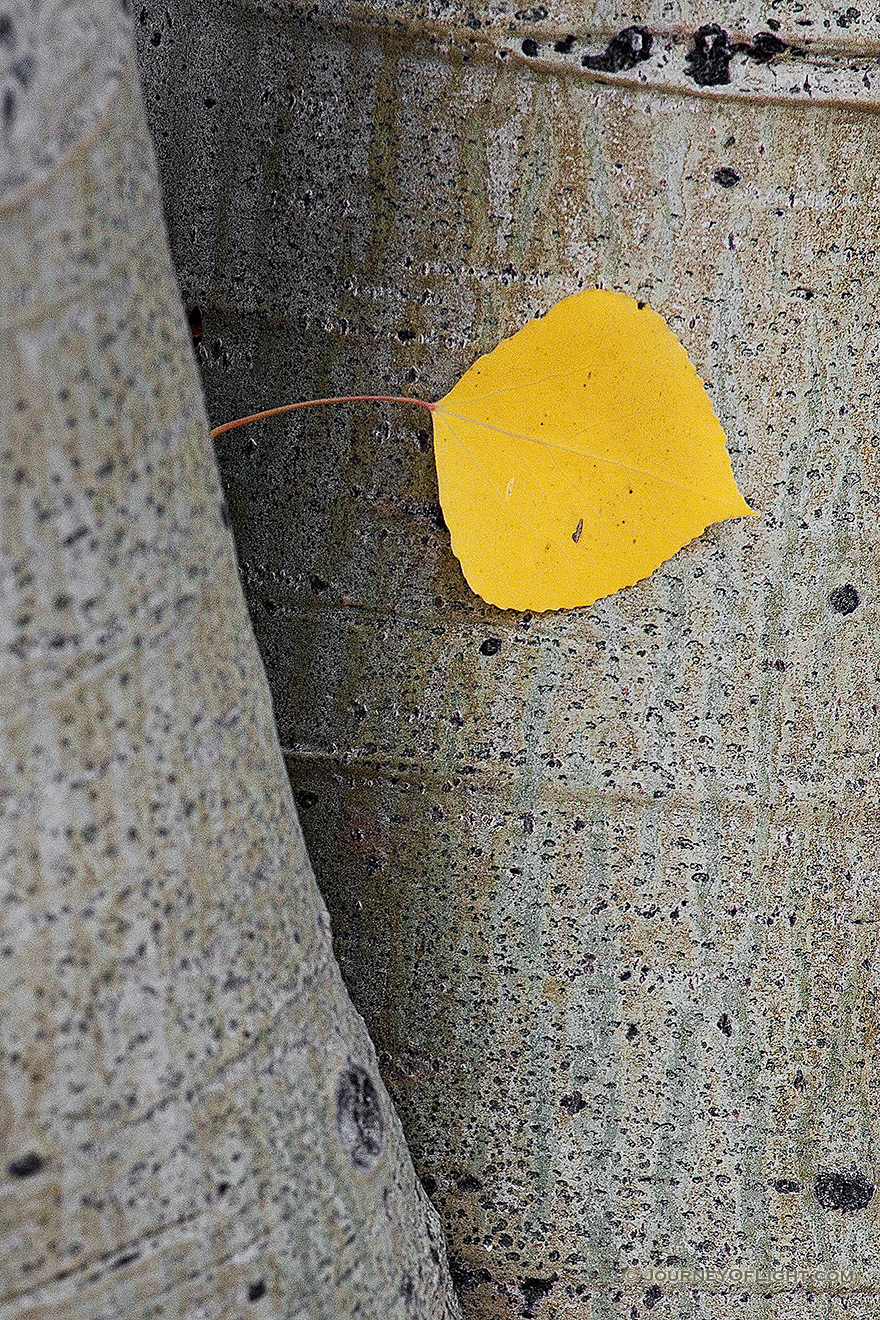 A single autumn aspen leaf peeks out between two aspen tree trunks near Lily Pond in Rocky Mountain National Park. - Rocky Mountain NP Picture