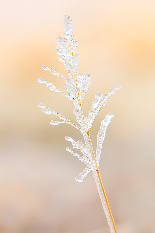 A Nebraska photograph of ice on a pine tree at Fort Robinson State Park in northwestern Nebraska. - Nebraska Photography