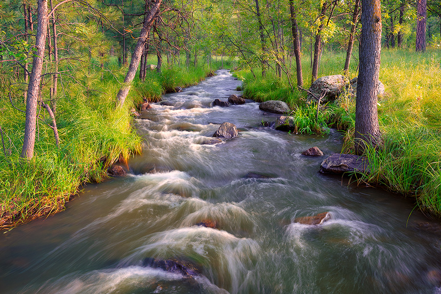 Grace Coolidge Stream through the forest in Custer State Park of the Black Hills, South Dakota. - South Dakota Photography