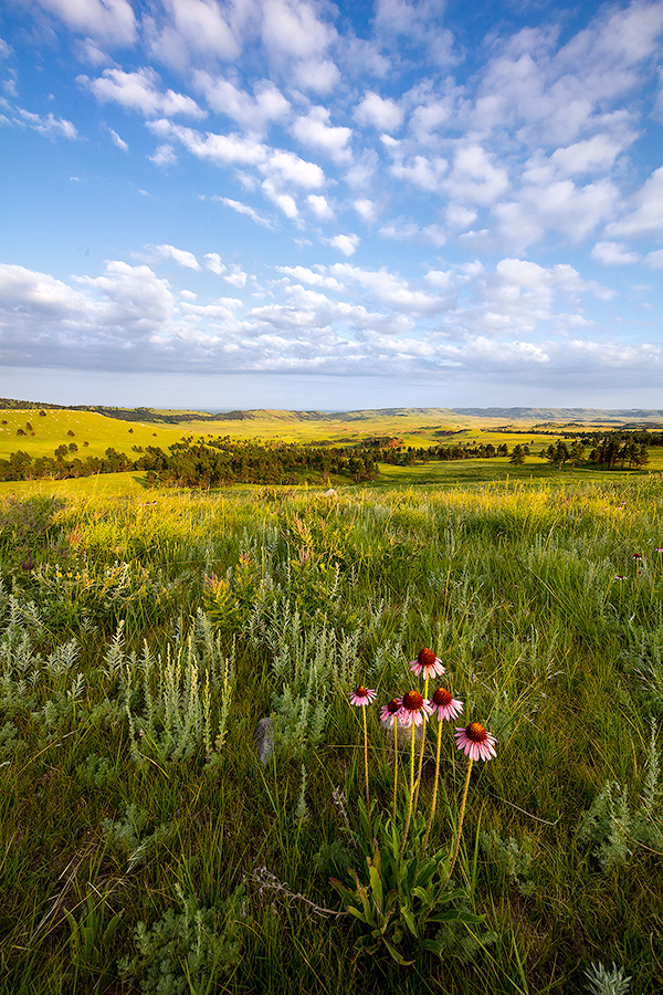 A scenic photograph of wildflowers and an overlook in Wind Cave National Park in South Dakota at sunrise. - South Dakota Photography