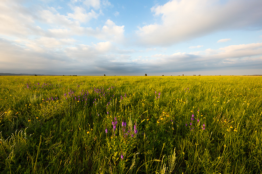 A field of wildflowers is illuminated by the warm setting sun on the prairie landscape at Wind Cave National Park. - South Dakota Photography