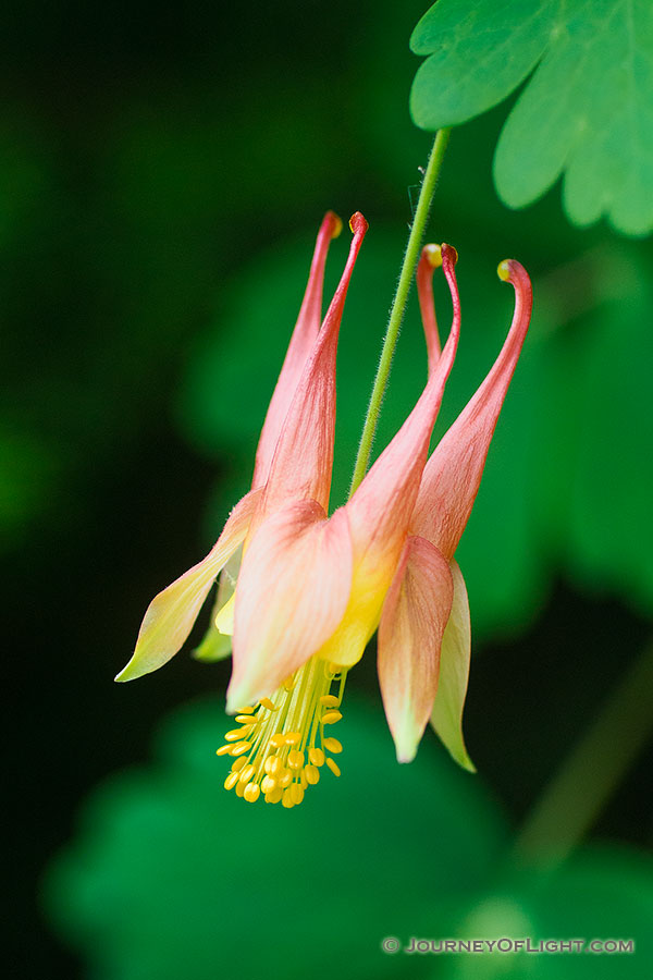 A singular Columbine grows in the shade of a tree at Schramm State Recreation Area. - Nebraska Photography
