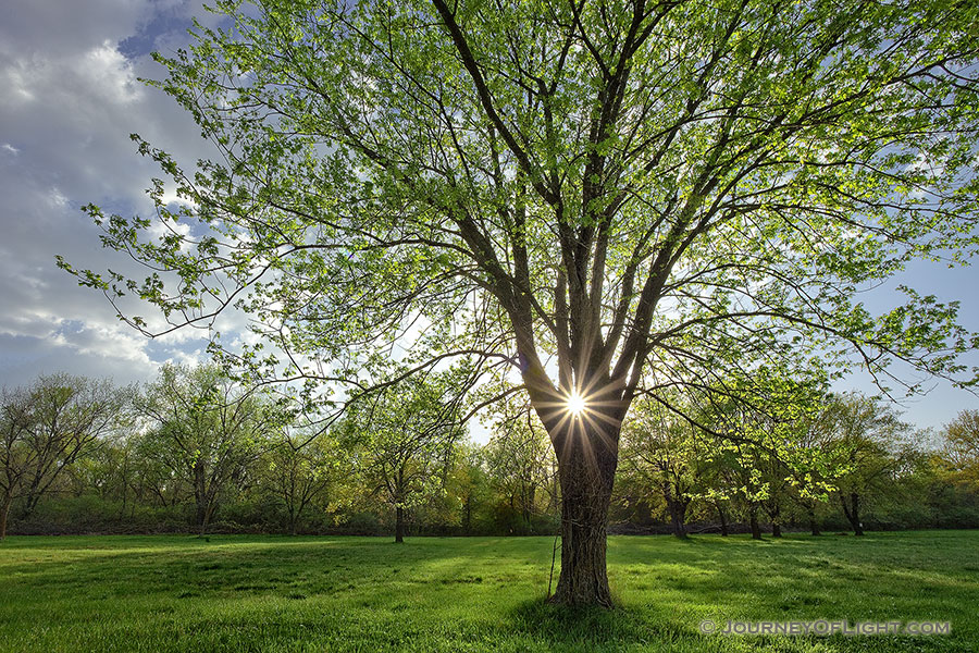 On a cool spring evening the sun shines through a budding maple tree at Two Rivers State Recreation Area. - Nebraska Photography