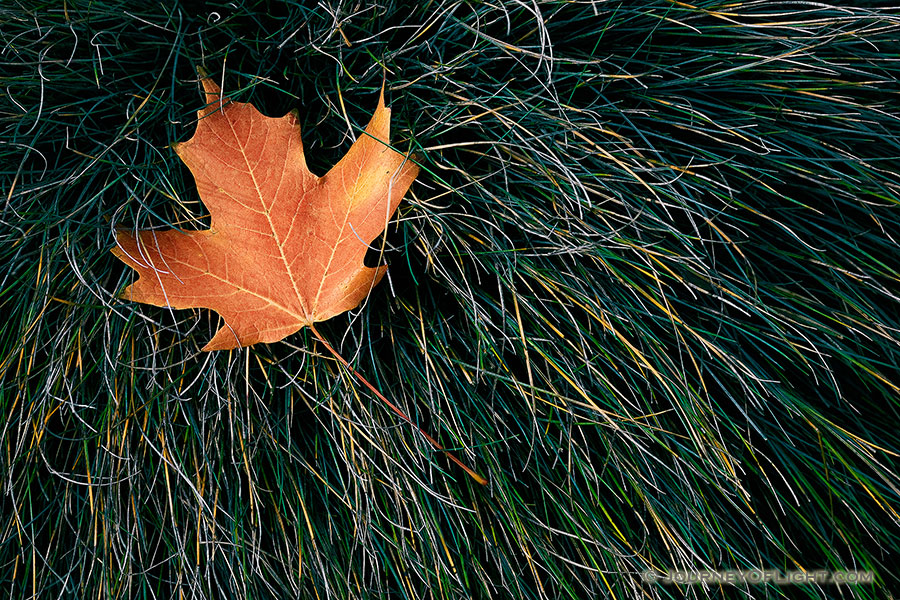 The last autumn leaf to fall at the OPPD Arboretum rests in a bed of grass. - Nebraska Photography