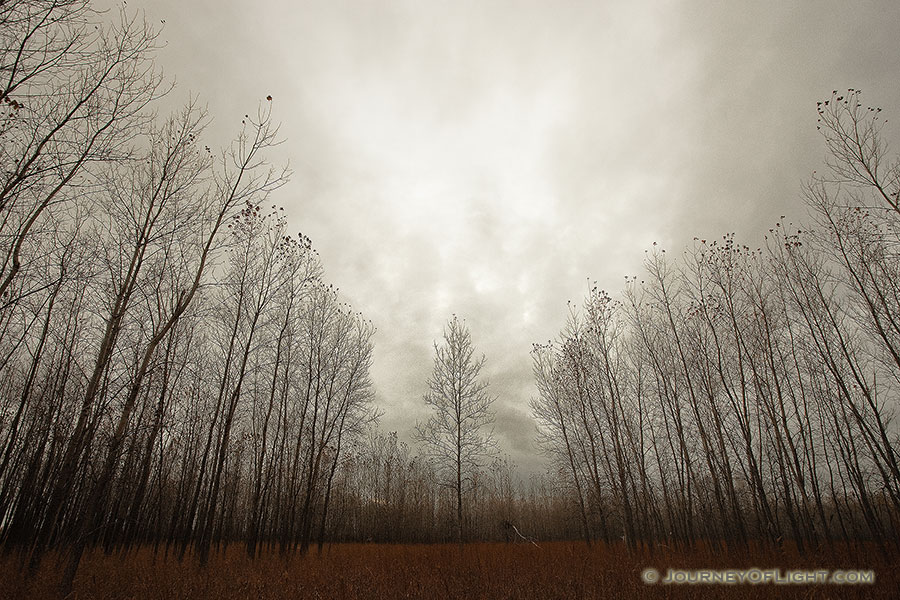 Trees stand at Boyer Chute National Wildlife Refuge on a melancholy winter evening. - Boyer Chute NWR Photography