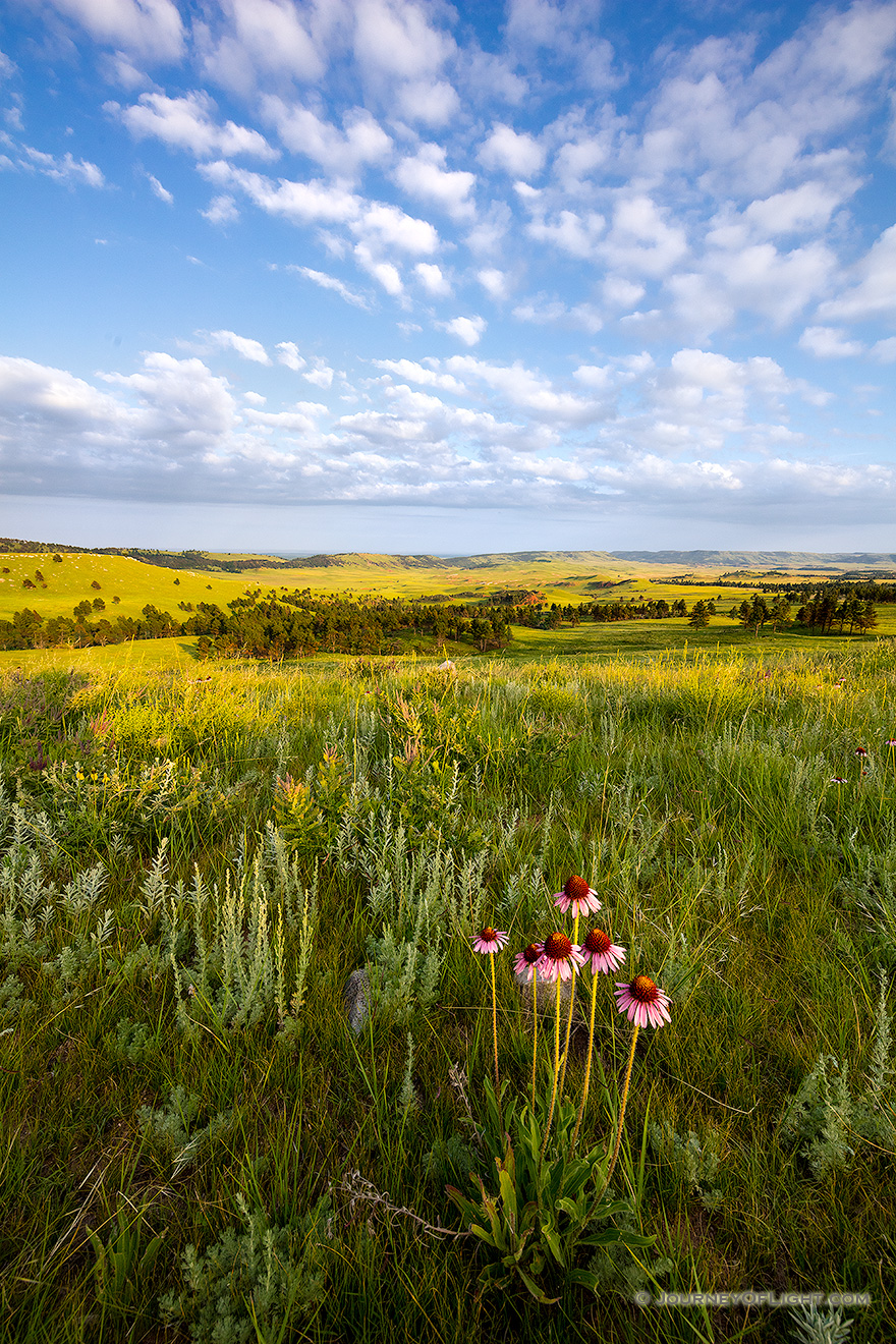 A scenic photograph of wildflowers and an overlook in Wind Cave National Park in South Dakota at sunrise. - South Dakota Picture