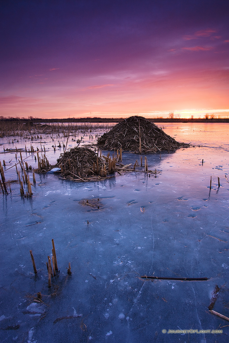 On a chilly morning I photographed several beaver huts nestled throughout Nathan's Lake at Boyer Chute National Wildlife Refuge. - Boyer Chute Picture