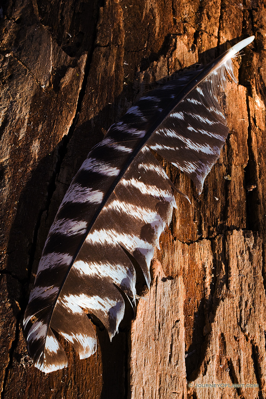A lone Wild Turkey feather rests quietly on a log, briefly, before the breeze blows it along to its next destination. - DeSoto Picture