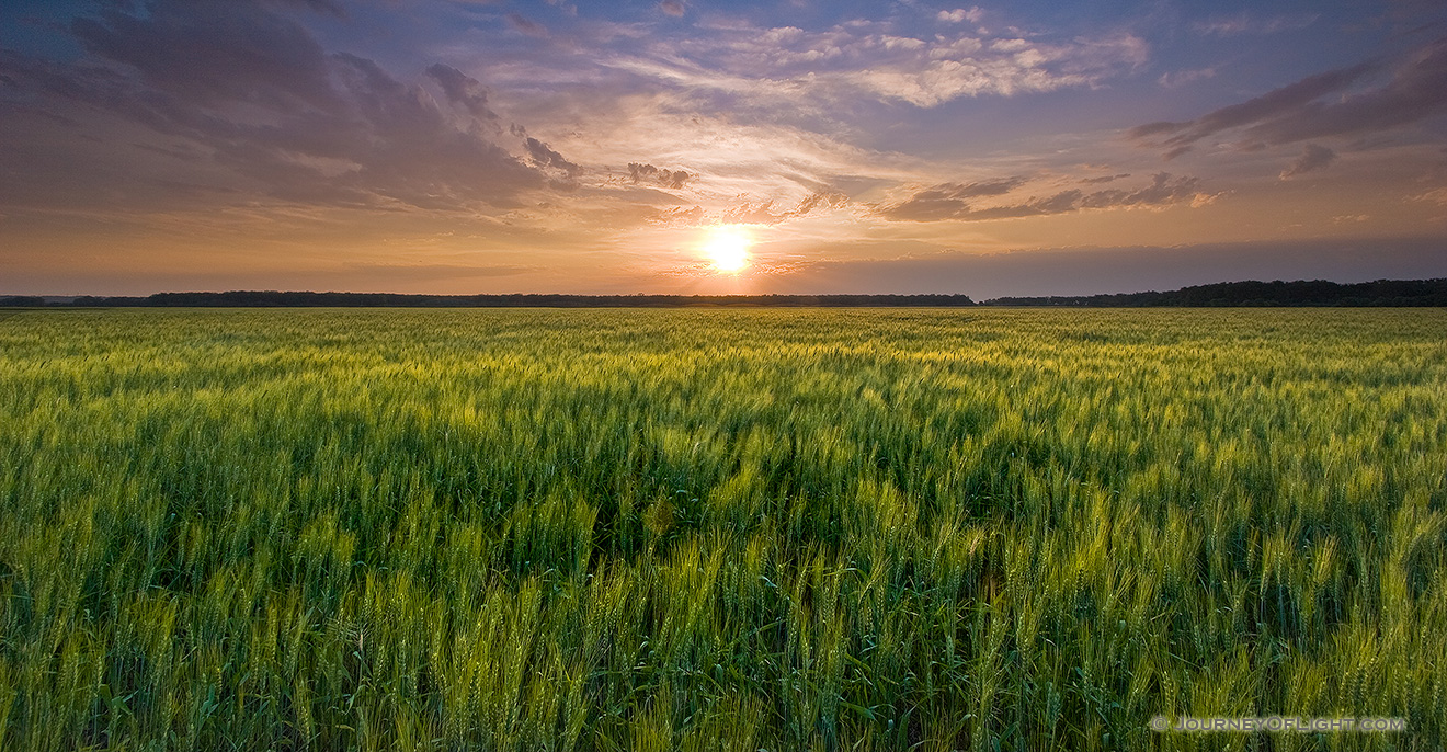 The natural beauty of an endless field of wheat glowing with a golden yello as the sun touches the distant horizon at DeSoto National Wildlife Refuge.   - DeSoto Picture