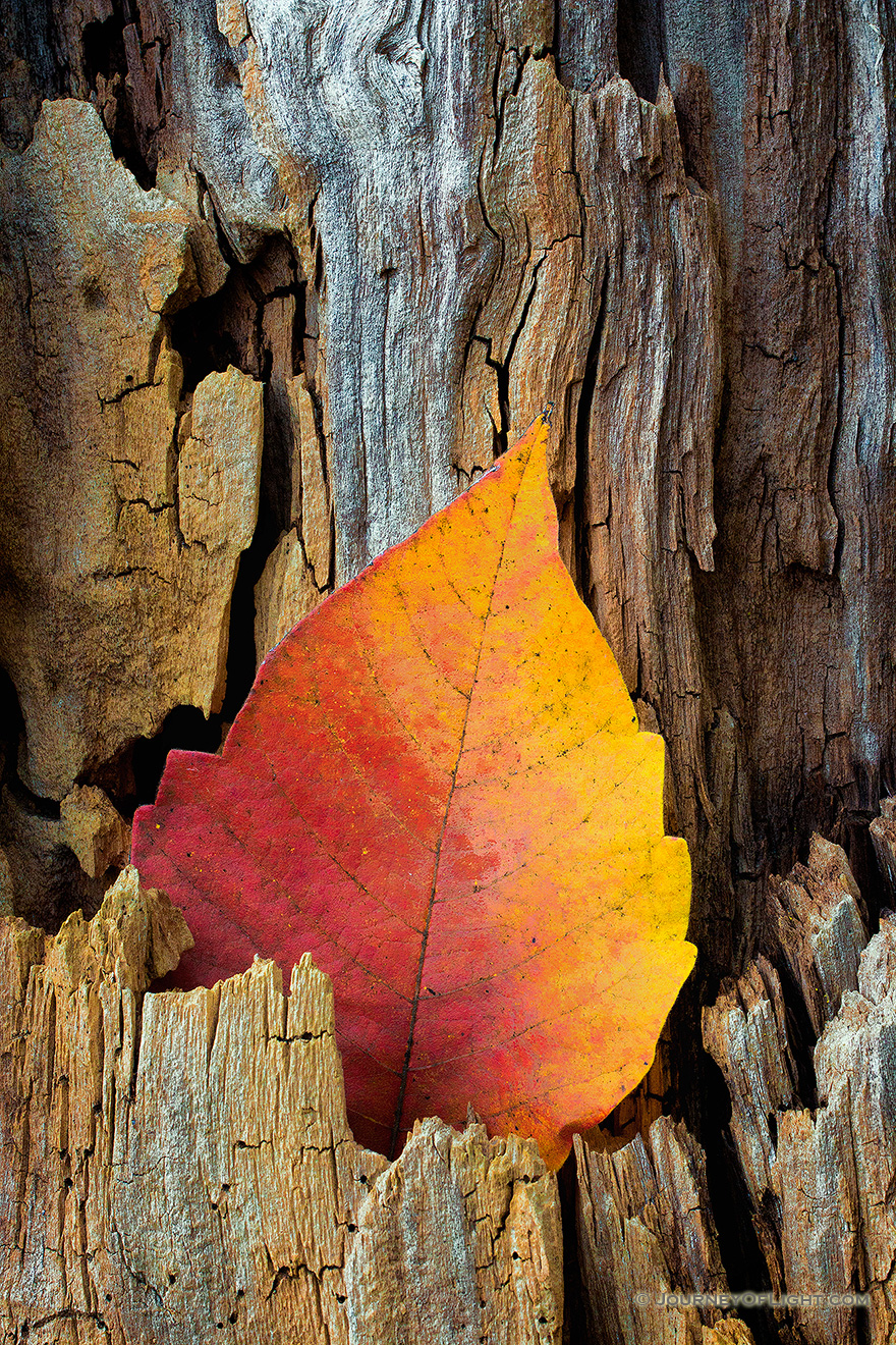A leaf turned yellow and red in the autumn season is nestled in a old tree stump at DeSoto National Wildlife Refuge in eastern Nebraska.  It almost looked as though a flame was creeping up the side of the old wood. - Nebraska Picture