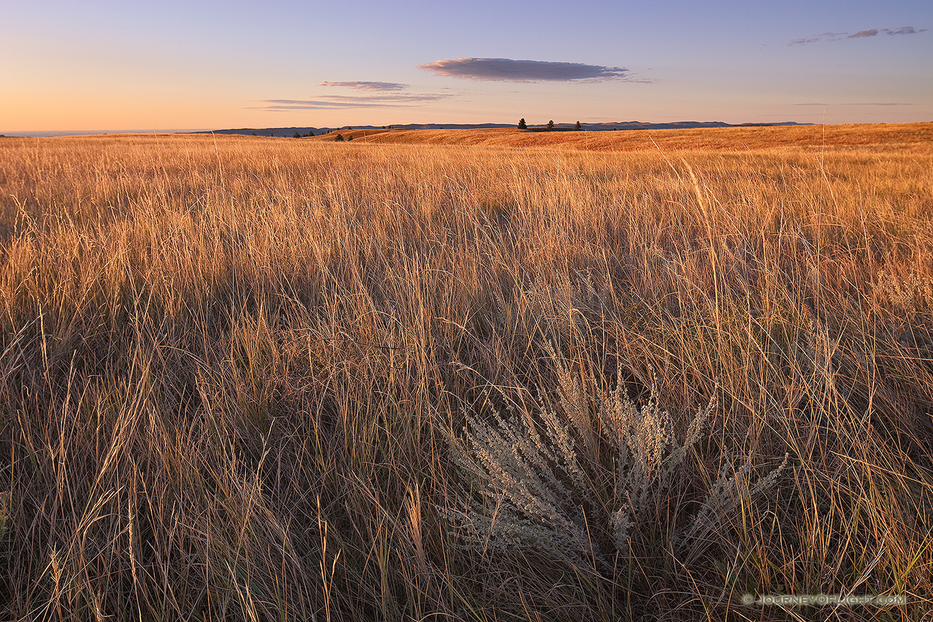 At Wind Cave National Park in South Dakota prairie grass as far as the eye can see glows from the early morning sun. - South Dakota Picture