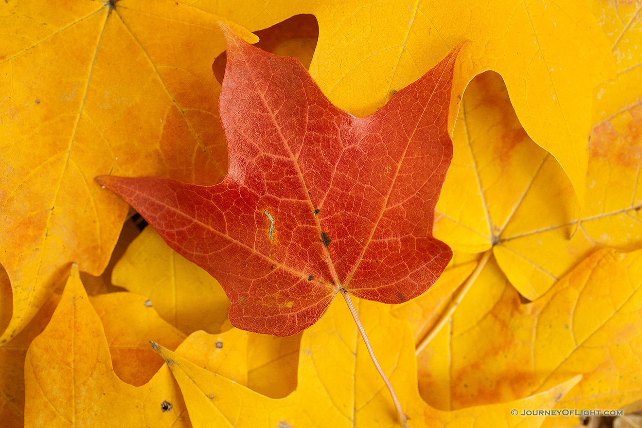 At Arbor Lodge State Park in Nebraska City, a red maple leaf lies prominantly on a bed of yellow leaves. - Arbor Day Lodge SP Picture