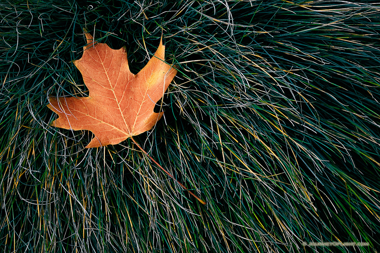 The last autumn leaf to fall at the OPPD Arboretum rests in a bed of grass. - Nebraska Picture