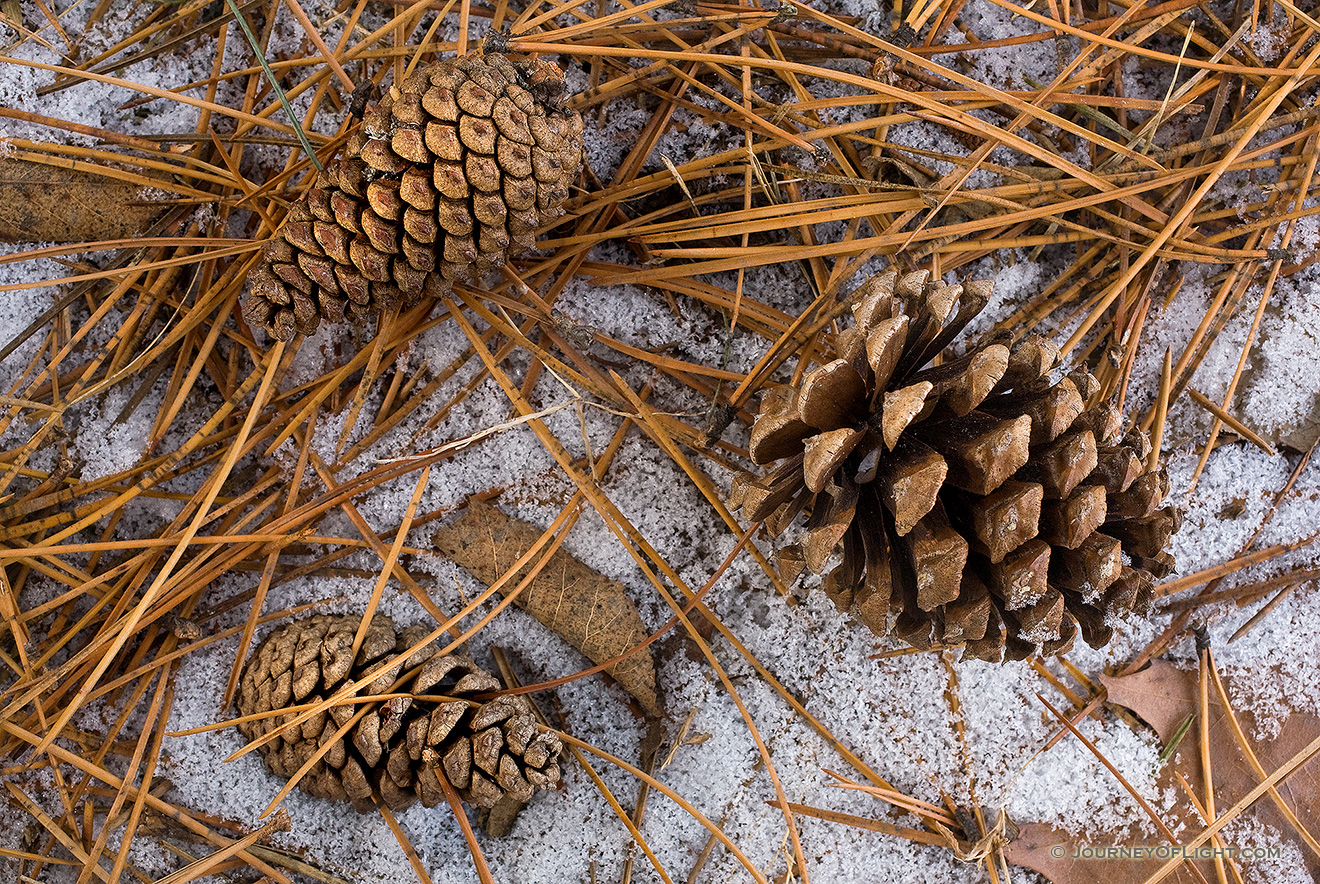 A few pine cones and rest on the frozen ground. This photograph was captured at the OPPD Arboretum, Omaha, Nebraska. - Nebraska Picture