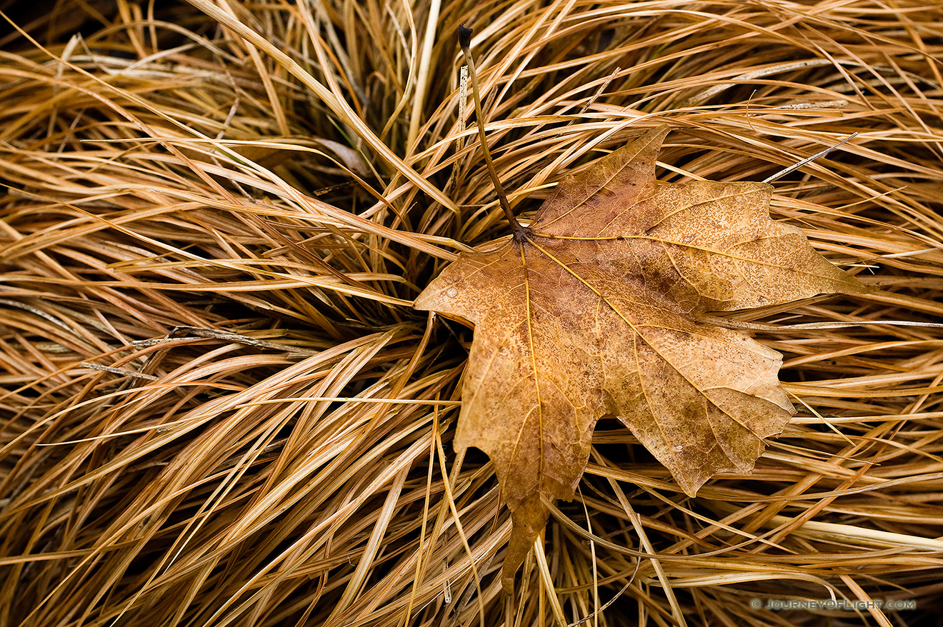 A lone leaf rests on a bed of grass yellowed from the winter. - Nebraska Picture