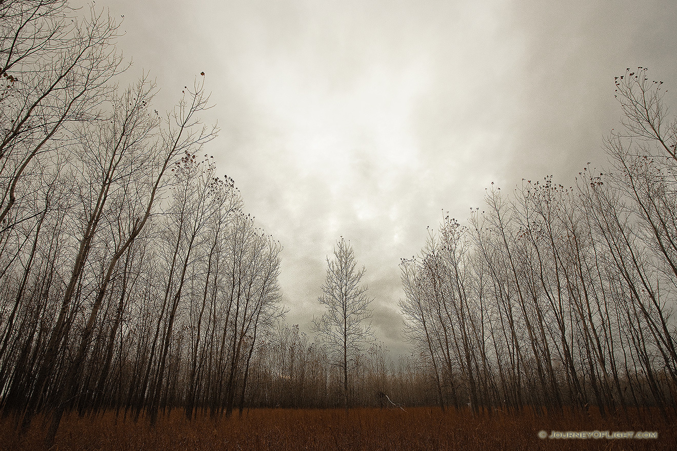Trees stand at Boyer Chute National Wildlife Refuge on a melancholy winter evening. - Boyer Chute NWR Picture