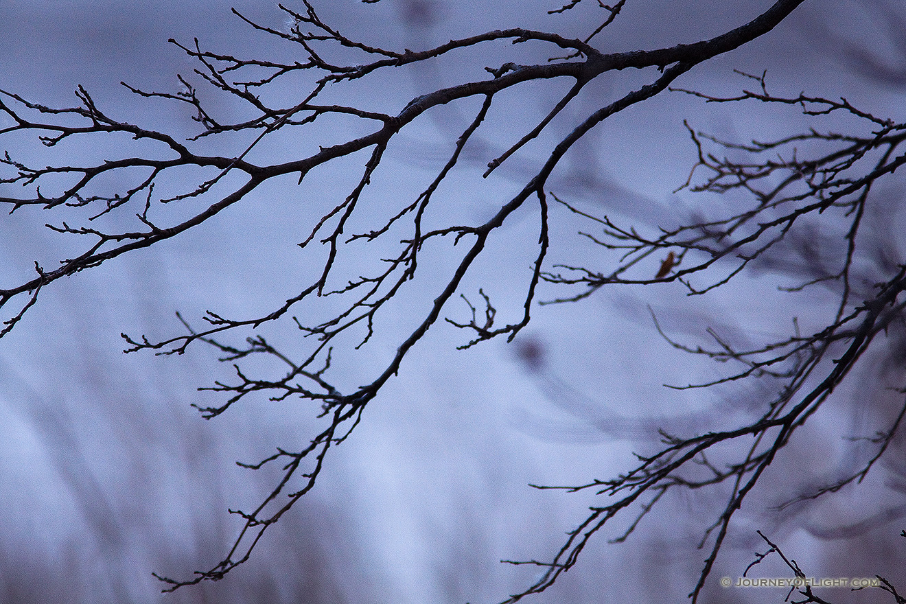 Branches devoid of leaves darkly contrast in the moody blue scene. - DeSoto Picture