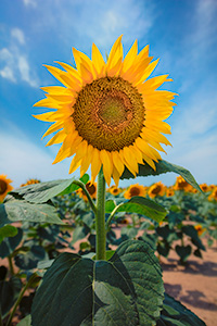 A nature photograph of a sunflower in rural South Dakota. - South Dakota Photograph