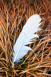 A single feather lies in prairie grass on a chilly winter day. - Nebraska Photograph