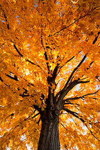 A photograph of a maple tree backlit by sunlight in the OPPD Arboretum in Omaha, Nebraska. - Nebraska Photograph