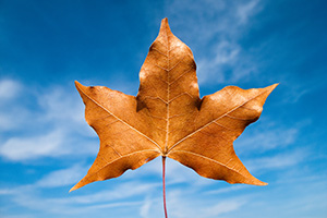 A singular autumn leaf against the vibrant blue sky. - Iowa Photograph