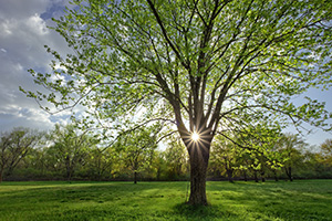 On a cool spring evening the sun shines through a budding maple tree at Two Rivers State Recreation Area. - Nebraska Photograph