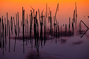 At a small lake at Jack Sinn Wildlife Management Area near Ceresco, dark reeds contrast with the vibrant hues of oranges and purples of the late evening sky. - Nebraska Photograph