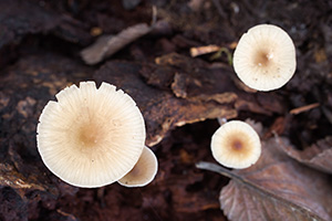 A collection of mushrooms sprout from the forest floor. - Nebraska Photograph