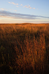 Priarie grasses burn bright red in the rising sun at Valentine National Wildlife Refuge, Nebraska. - Nebraska Photograph