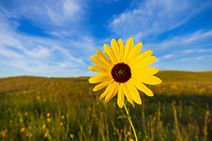 A scenic landscape photograph of a sunflower in McKelvie National Forest in the sandhills of Nebraska. - Nebraska Photograph