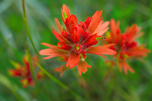 Indian Paintbrush blums in early June in Yoho National Park. - Canada Photograph