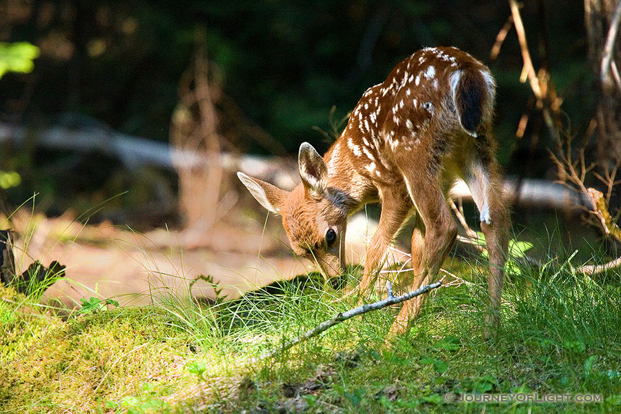 One of two very young fawns I saw playing with their mother while traveling through Mt. Rainier National Park. - Pacific Northwest Photography