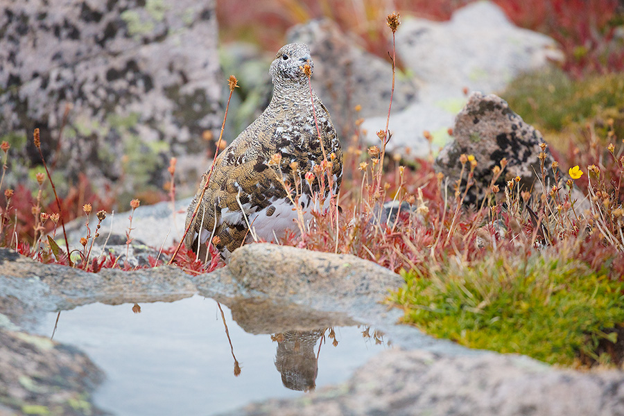 A wildlife photograph of a rock ptarmigan at Rocky Mountain National Park, Colorado. - Rocky Mountain NP Photography