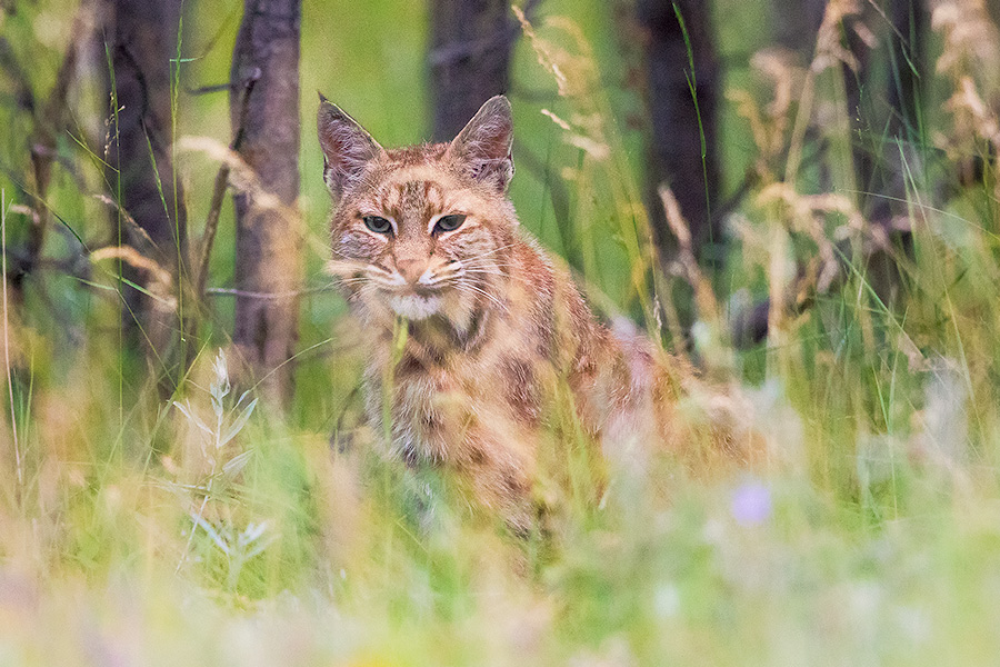 A wildlife photograph of a bobcat hiding in the grass at Custer State Park in the South Dakota Black Hills. - South Dakota Photography