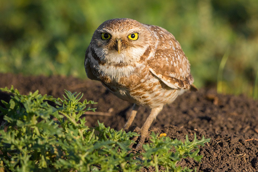 A burrowing owl is prepared to take flight to look for food for its family. - South Dakota Photography