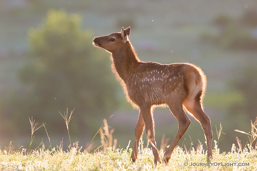 A young elk calf pauses in Moraine Park in Rocky Mountain National Park, it's fur glowing in the warm morning sun. - Colorado Photography