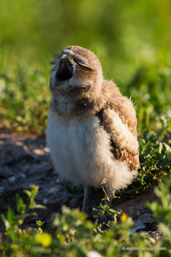 A burrowing owl chick yawns in the morning in Badlands National Park, South Dakota. - South Dakota Photography